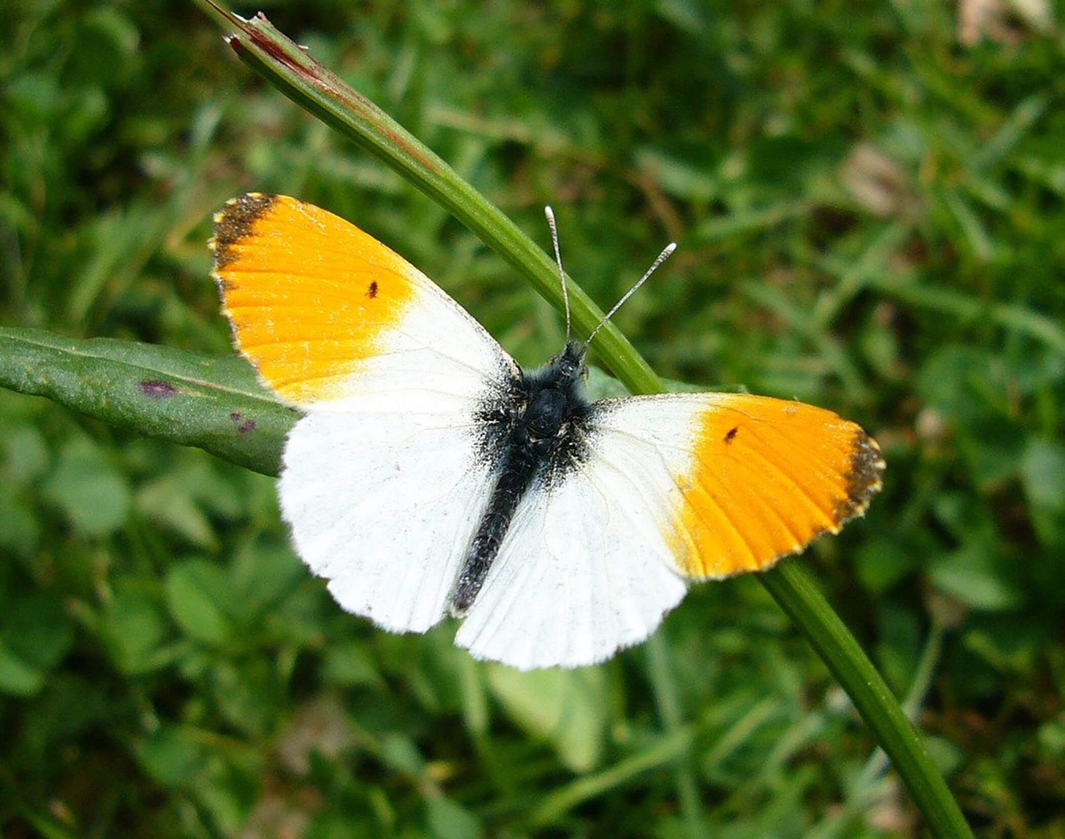 Farfalla - Hotel Mirabell Dolomites 5 stelle a Valdaora